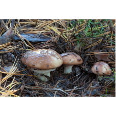 Мицелий Масленка обыкновенного / Масленок настоящий (Suillus luteus) Мицелий Масленка обыкновенного / Масленок настоящий (Suillus luteus)